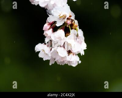 Japanese cherry blossoms, sakura, bloom while covered in snow in a small park near Yokohama, Japan during a rare spring winter storm. Stock Photo