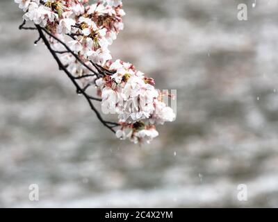 Japanese cherry blossoms, sakura, bloom while covered in snow in a small park near Yokohama, Japan during a rare spring winter storm. Stock Photo