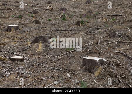 Tree stumps of spruces after clear cutting because of forest dieback, dry forest ground, Sauerland, North Rhine Westphalia; Germany, Europe. Stock Photo
