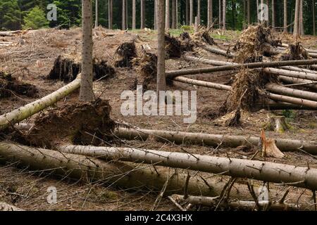 Fallen trees, uprooted spruces after strong winds, storm damages next to a clear cutted area due to forest dieback after bark beetle attack, North Rhi Stock Photo
