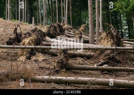 Uprooted spruces, fallen trees after strong winds, storm damage next to a clear cutted area due to forest dieback after bark beetle attack, North Rhin Stock Photo