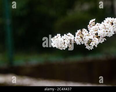 Japanese cherry blossoms, sakura, bloom while covered in snow in a small park near Yokohama, Japan during a rare spring winter storm. Stock Photo