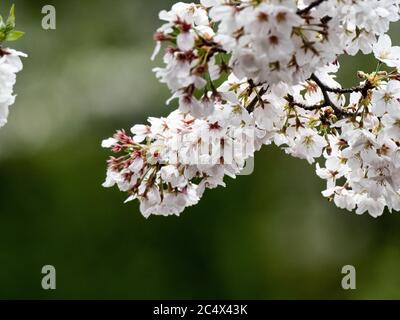 Japanese cherry blossoms, sakura, bloom while covered in snow in a small park near Yokohama, Japan during a rare spring winter storm. Stock Photo