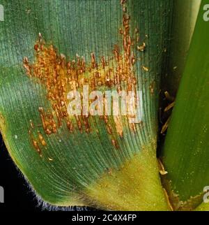 Corn, maize or sorghum rust (Puccinia sorghi) fungus disease pustules on maize or corn leaf, Illinois, USA Stock Photo