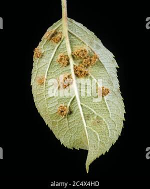 Cedar apple rust (Gymnosporangium juniperi-virginianae) pustules on the underside of an apple leaf, New York, USA, September Stock Photo