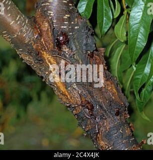 Cytospora canker (Cytospora leucostoma) canker disease exudation from a peach tree trunk, USA, September Stock Photo