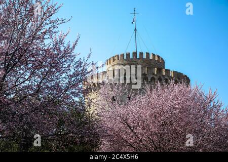 White Tower of Thessaloniki in Greece, cherry blossom Stock Photo