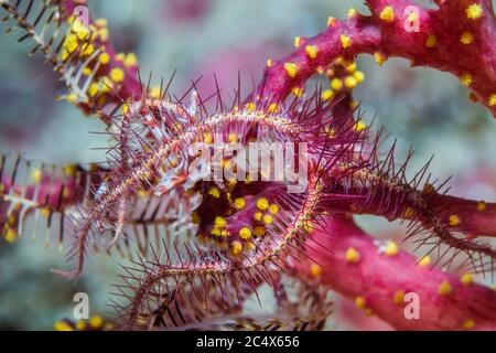 Brittlestar [Ophiothrix species] on soft coral.  West Papua, Indonesia.  Indo-West Pacific. Stock Photo