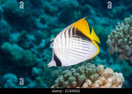 Threadfin butterflyfish (Chaetodon auriga).  Red Sea form.  Egypt, Red Sea. Stock Photo