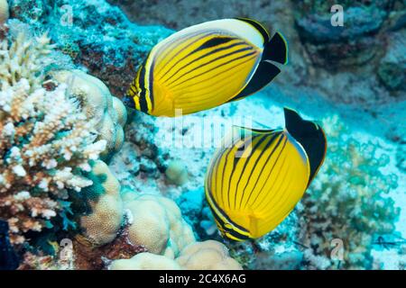 Pair of Exquisite or Blacktail butterflyfish (Chaetodon austriacus).  Egypt,  Red Sea. Stock Photo