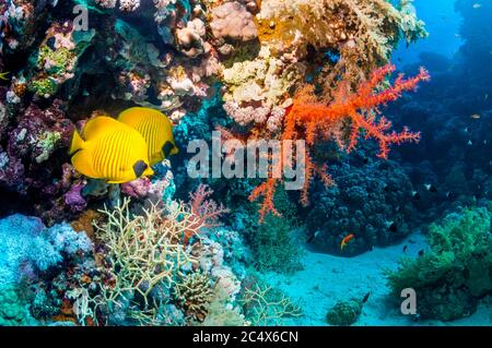 Golden butterflyfish [Chaetodon semilarvatus] at rest on coral reef with soft coral.  Egypt, Red Sea. Stock Photo