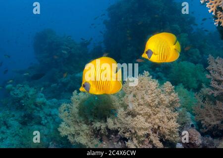 Golden butterflyfish [Chaetodon semilarvatus] on coral reef.  Egypt, Red Sea. Stock Photo