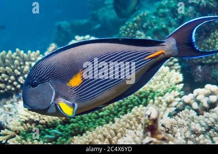 Sohal surgeonfish (Acanthurus sohal).  Red Sea and Arabian Sea endemic.  Egypt, Red Sea. Stock Photo