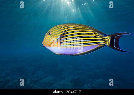 Lined surgeonfish [Acanthurus lineatus].  Indonesia.  Indo-Pacific. Stock Photo