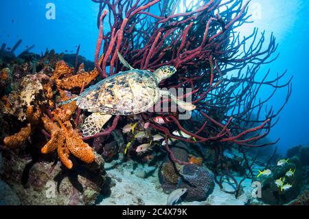 Hawksbill turtle [Eretmochelys imbricata] swimming over coral reef with sponges.  Bonaire, Netherlands Antilles, Caribbean, Atlantic Ocean. Stock Photo