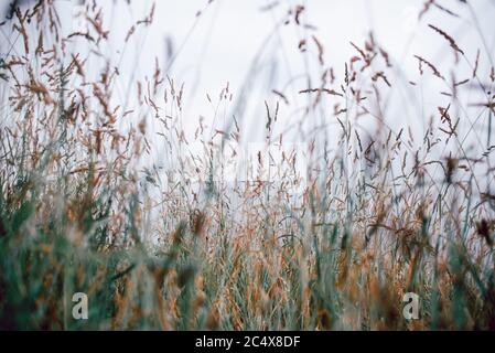 Texture of wild grass against the sky. Stock Photo