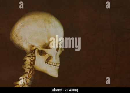 Side view of an antique human skull in front of an ancient painted brown wall Stock Photo