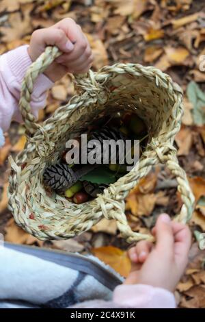 Girl holding a basket with cones and leaves in sunny weather Stock Photo