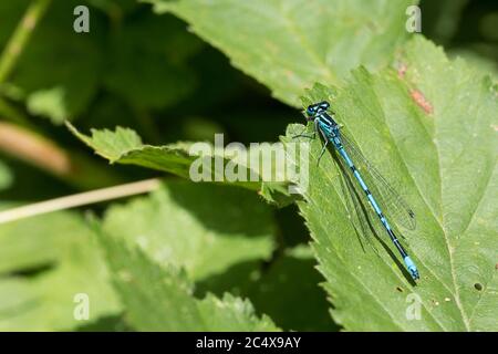 Blue damselfly common Coenagrion (Coenagroin puella) sky blue black bands along length of abdomen and U shape marking on segment two. Stock Photo