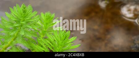 Close up shot of the Myriophyllum aquaticum plant Stock Photo