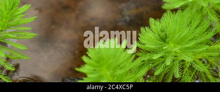 Close up shot of the Myriophyllum aquaticum plant Stock Photo