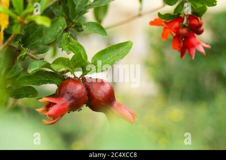 Unripe pomegranate and its flowers on a green tree in the summer in the garden Stock Photo