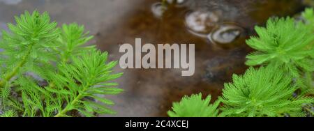 Close up shot of the Myriophyllum aquaticum plant Stock Photo