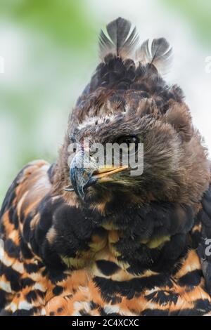 Crowned Hawk-eagle - Stephanoaetus coronatus, portrait of beautiful large Hawk-eagle from Sub-saharan African forests and woodlands, South Africa. Stock Photo