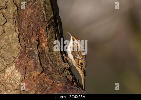 Eurasian Tree creeper on tree trunk Stock Photo