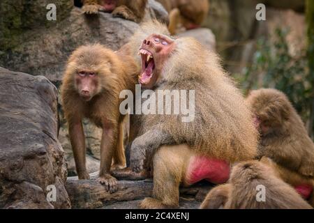 A male baboon (Papio hamadryas) displays long canine teeth, which are a sign of his fitness, fighting ability, social rank, and mating superiority. Stock Photo