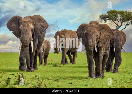 A herd of large, muddy African elephants (Loxodonta africana) with tusks, walking on a grassy plain in the Masai Mara in Kenya.