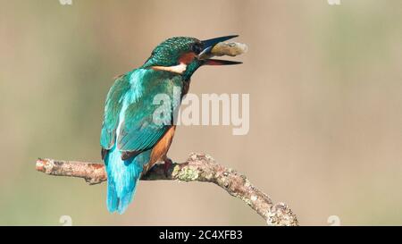 Common kingfisher, Alcedo atthis known as Blue Lightning, beginning day searching food (catching fish) at São Domingos river banks.Peniche. Portugal. Stock Photo