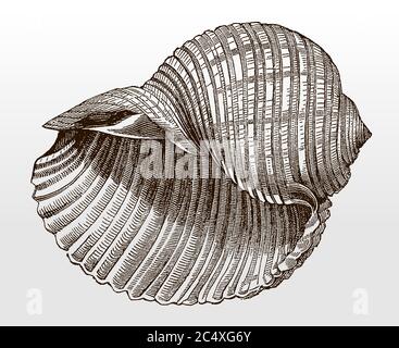 Shell of the giant tun, tonna galea after an antique illustration from the 19th century Stock Vector