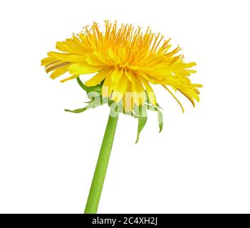 yellow dandelion flower isolated on white background with clipping path Stock Photo