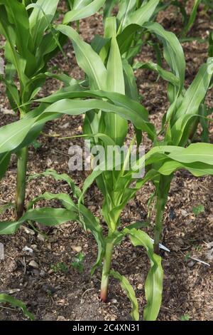 Early growth of young healthy sweetcorn in a UK allotment Stock Photo