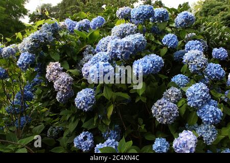 Blue Hydrangeas in full bloom during the summer months in the UK Stock Photo