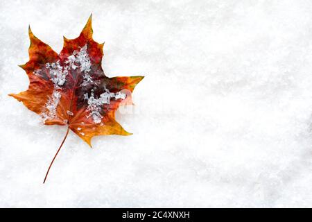 Vibrant autumn leaf laying in the snow composed with copy space left on the background for your own message Stock Photo