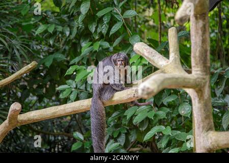 Spider monkey having a rest on a tree branch. Concept of animal care, travel and wildlife observation. Urban wild life concept. Stock Photo