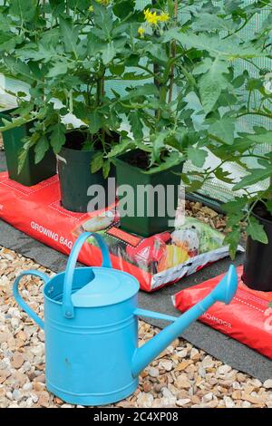 Solanum lycopersicum. Tomato plants growing in bottomless pots placed in a grow bag to increase volume of compost available to the plant. Stock Photo