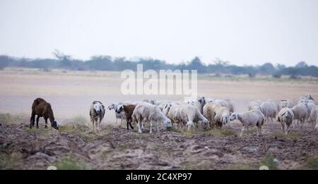 Saudi Arabian got farming desert Stock Photo