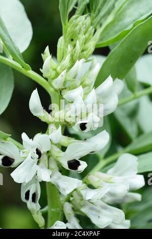 Vicia faba 'Bunyard's Exhibition' broad bean flowers in a summer vegetable plot. UK Stock Photo