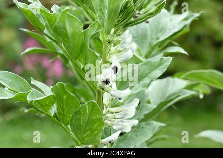 Vicia faba 'Bunyard's Exhibition' broad bean flowers in a summer vegetable plot. UK Stock Photo