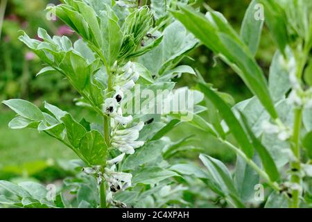 Vicia faba 'Bunyard's Exhibition' broad bean flowers in a summer vegetable plot. UK Stock Photo