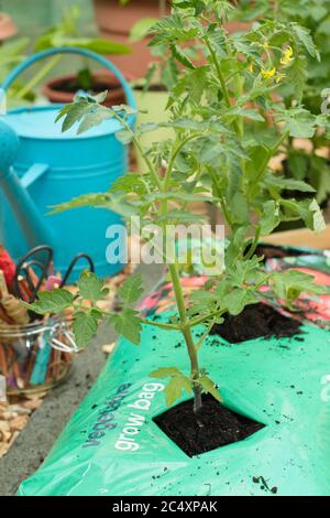 https://l450v.alamy.com/450v/2c4xpak/solanum-lycopersicum-tomato-plants-growing-in-bottomless-pots-placed-in-a-grow-bag-to-increase-volume-of-compost-available-to-the-plant-2c4xpak.jpg