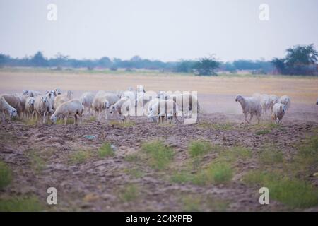 Saudi Arabian got farming desert Stock Photo