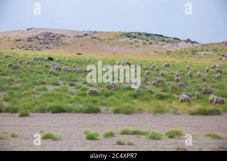 Saudi Arabian got farming desert Stock Photo