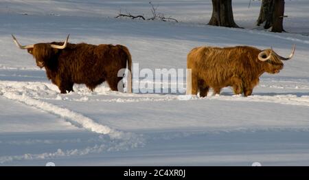 Two highland cows standing in the middle of a snow covered field in the Highlands of Scotland during a winter sunset Stock Photo