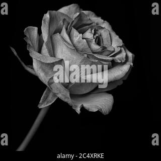 Rose flower in black and white Stock Photo