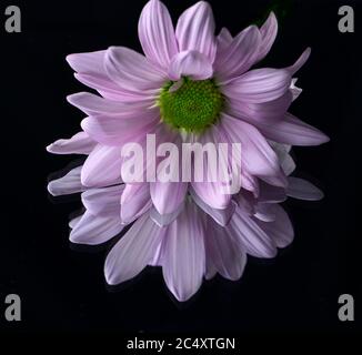 Vibrant pink daisy with a mirror reflection on a black background Stock Photo