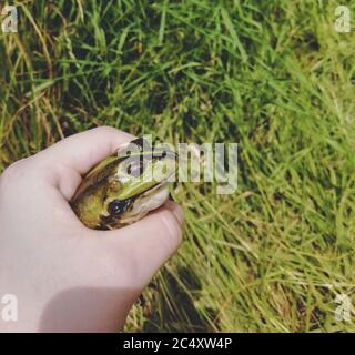 caught lake frog in the hand Stock Photo